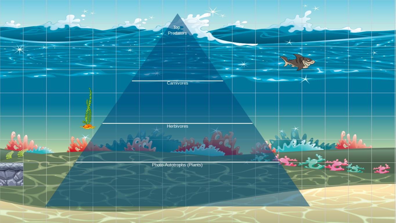 Ocean Ecological Pyramid