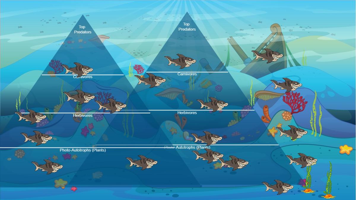 Ocean Ecological Pyramid