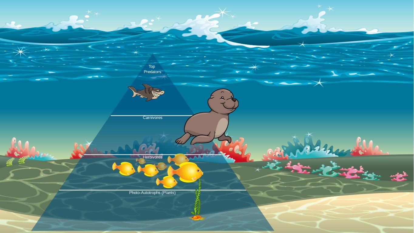 Ocean Ecological Pyramid
