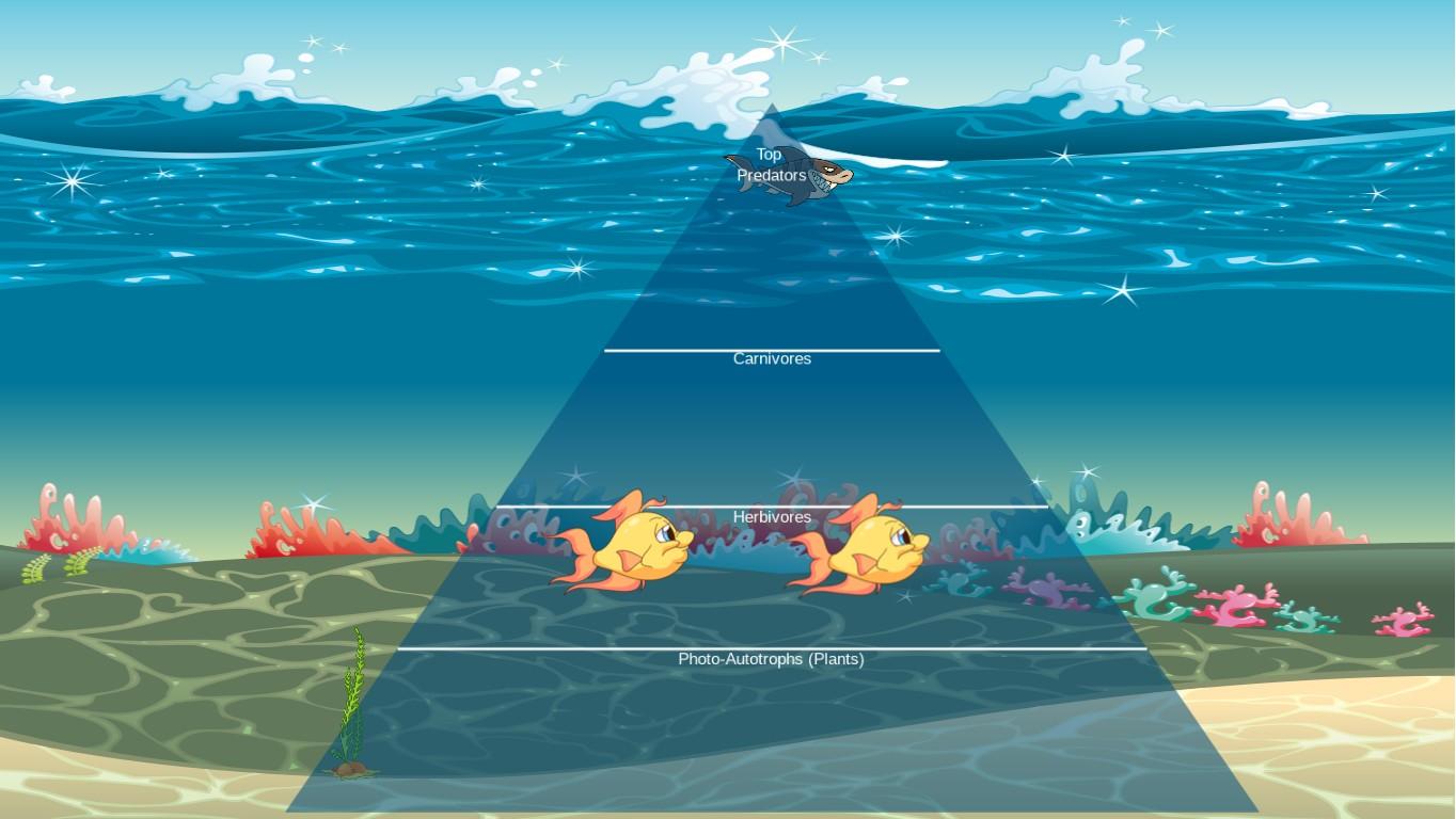 Ocean Ecological Pyramid