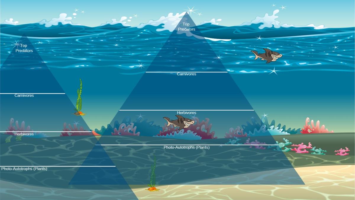 Ocean Ecological Pyramid