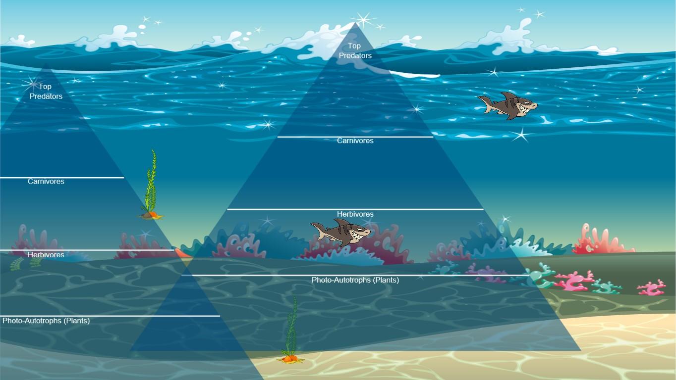 Ocean Ecological Pyramid
