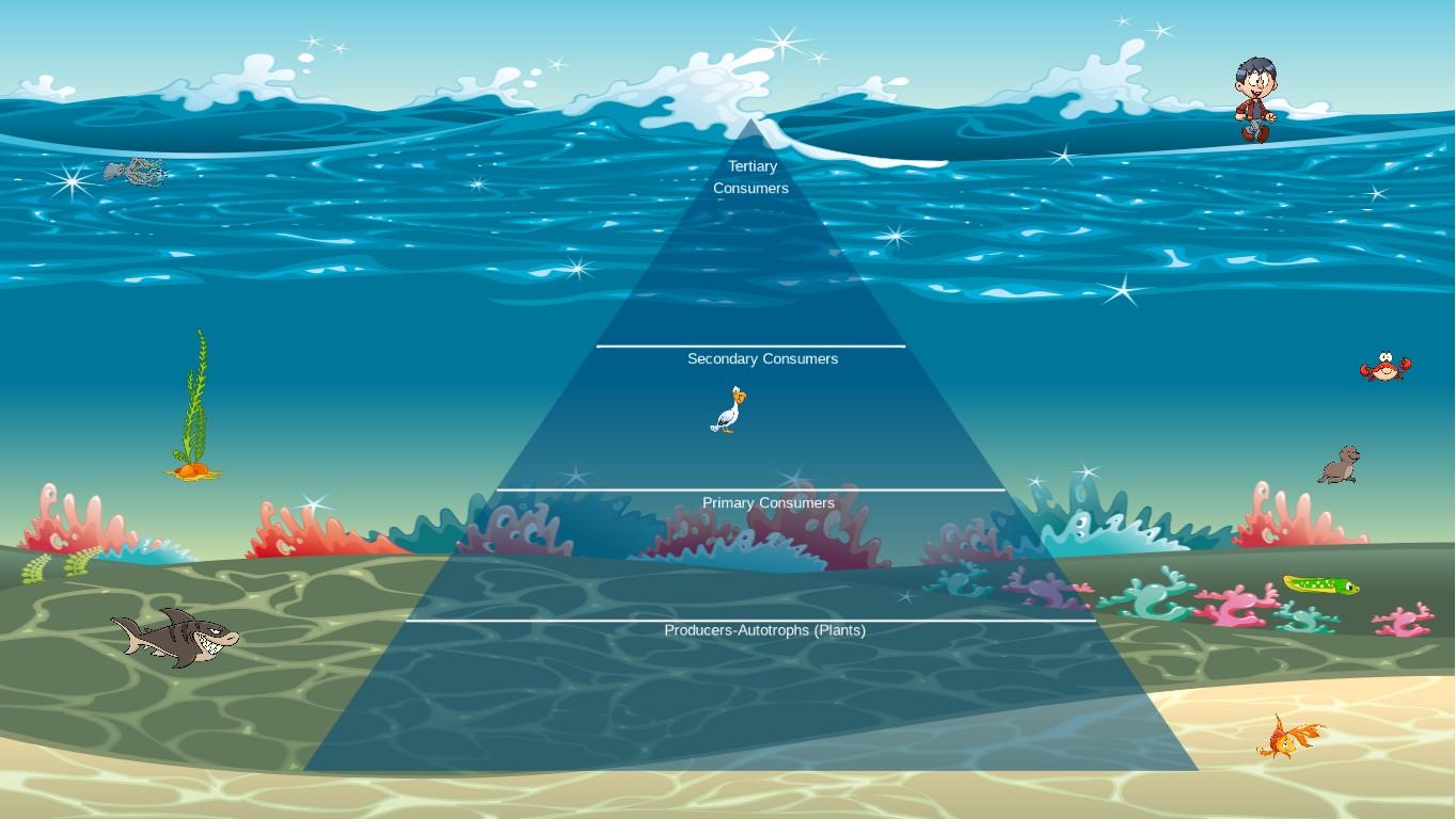 Ocean Ecological Pyramid