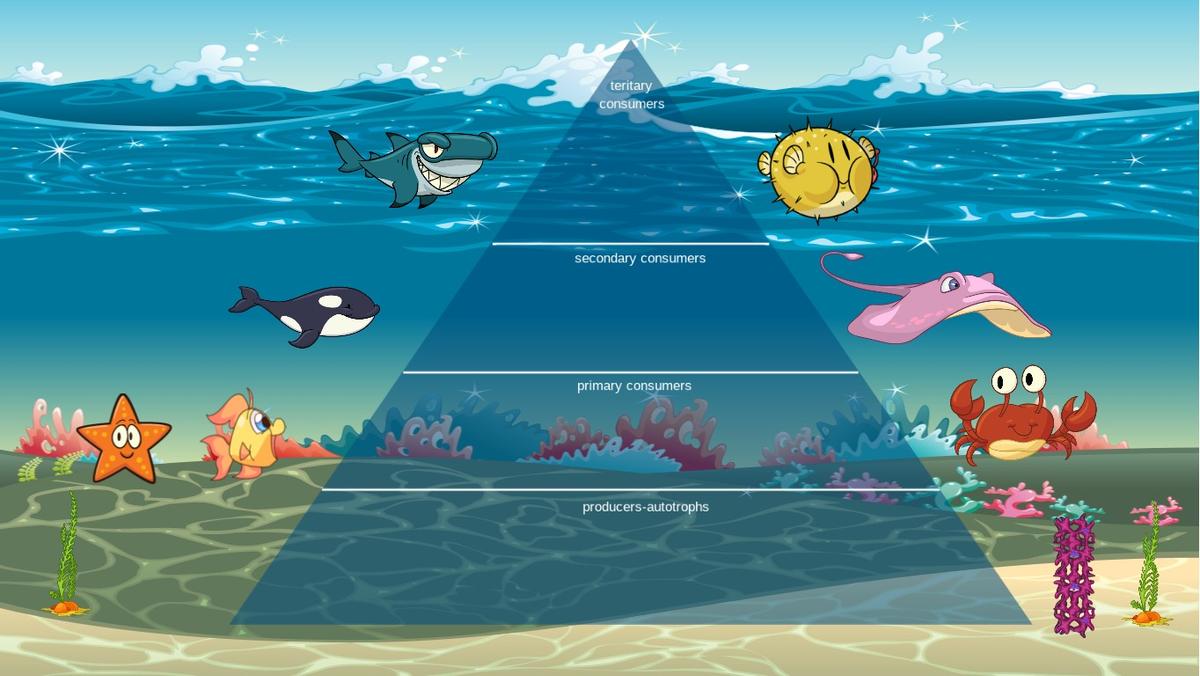 Ocean Ecological Pyramid