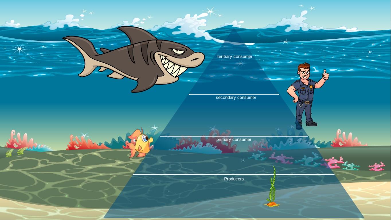 Ocean Ecological Pyramid