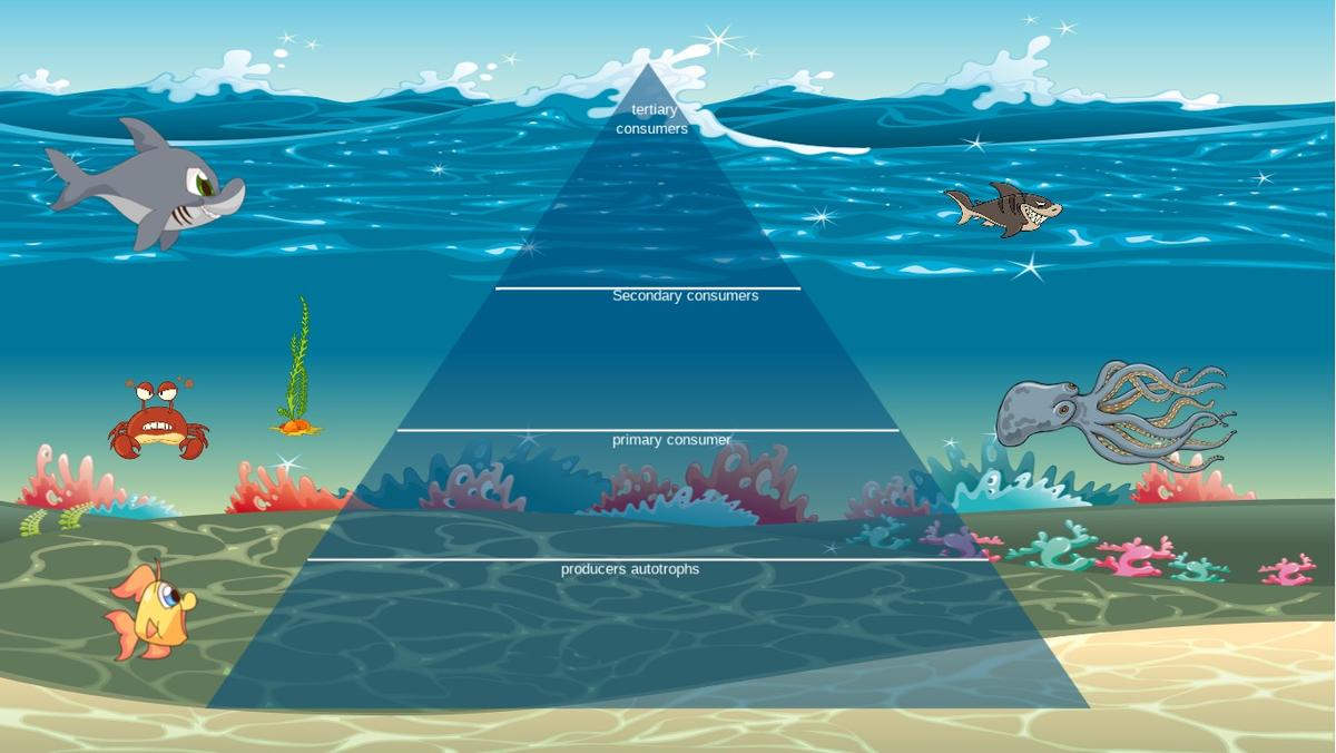Ocean Ecological Pyramid