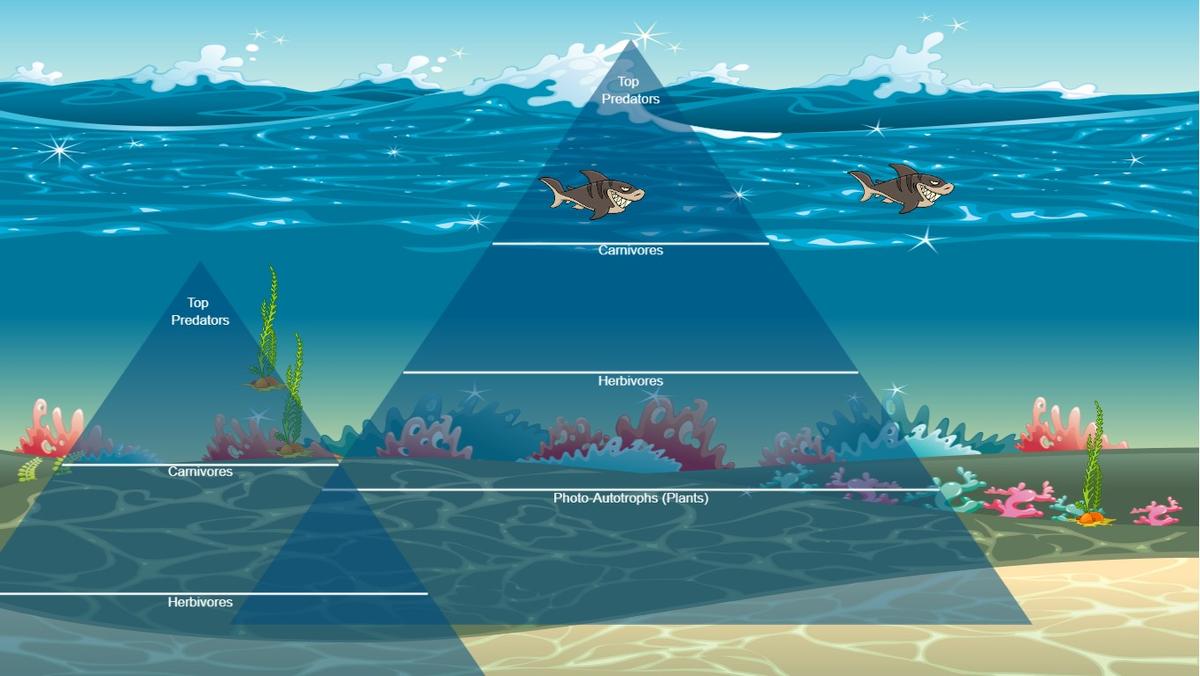 Ocean Ecological Pyramid