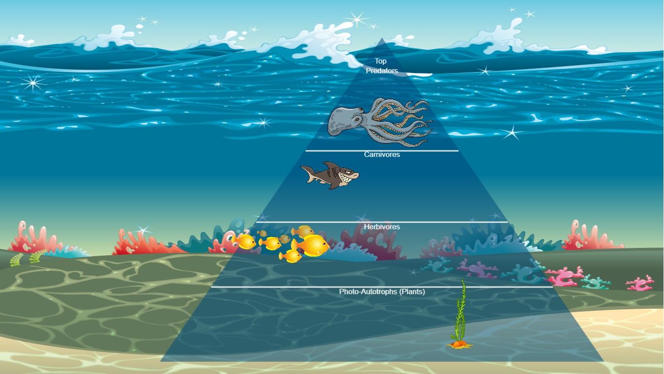 Ocean Ecological Pyramid