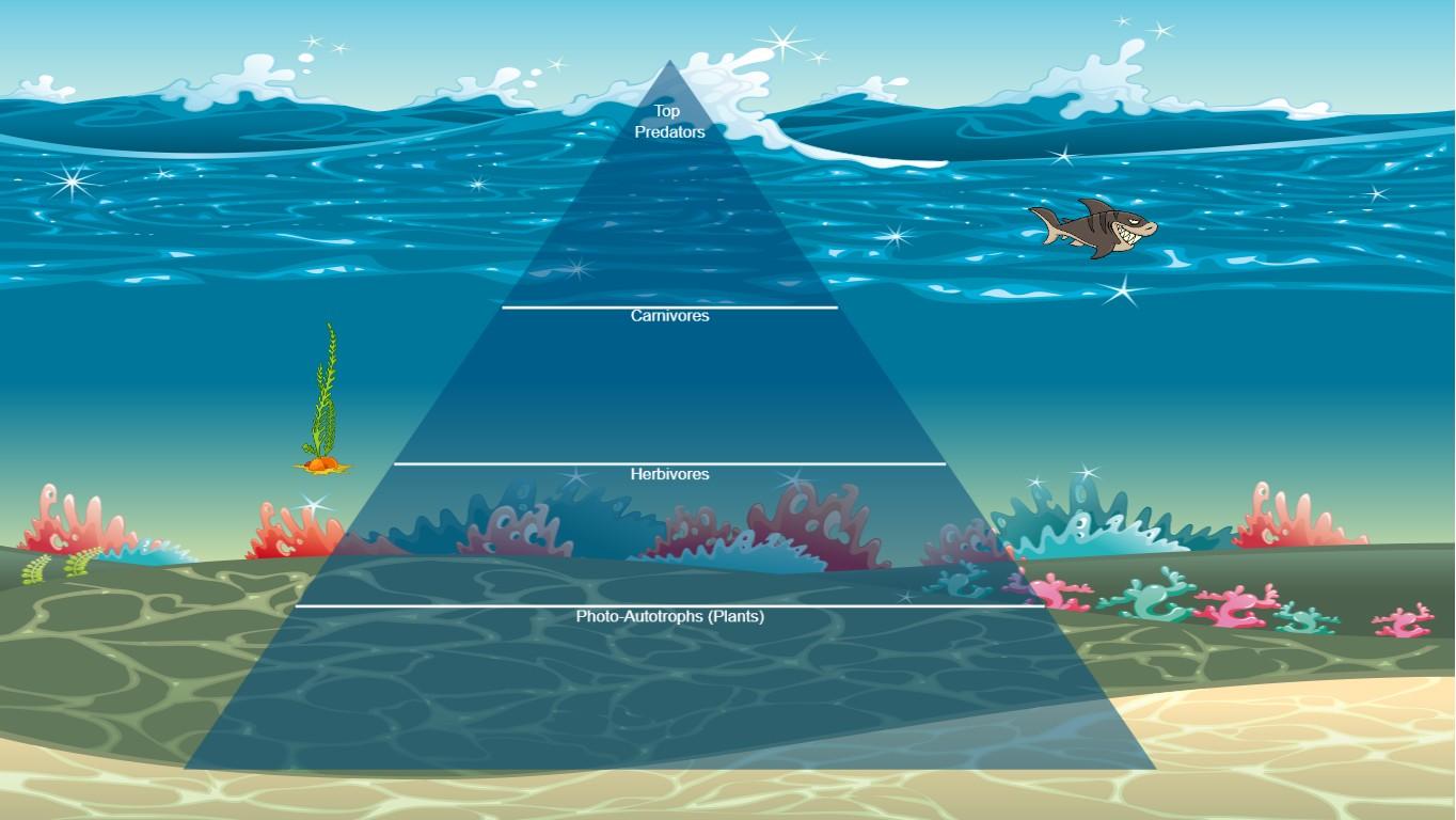 Ocean Ecological Pyramid