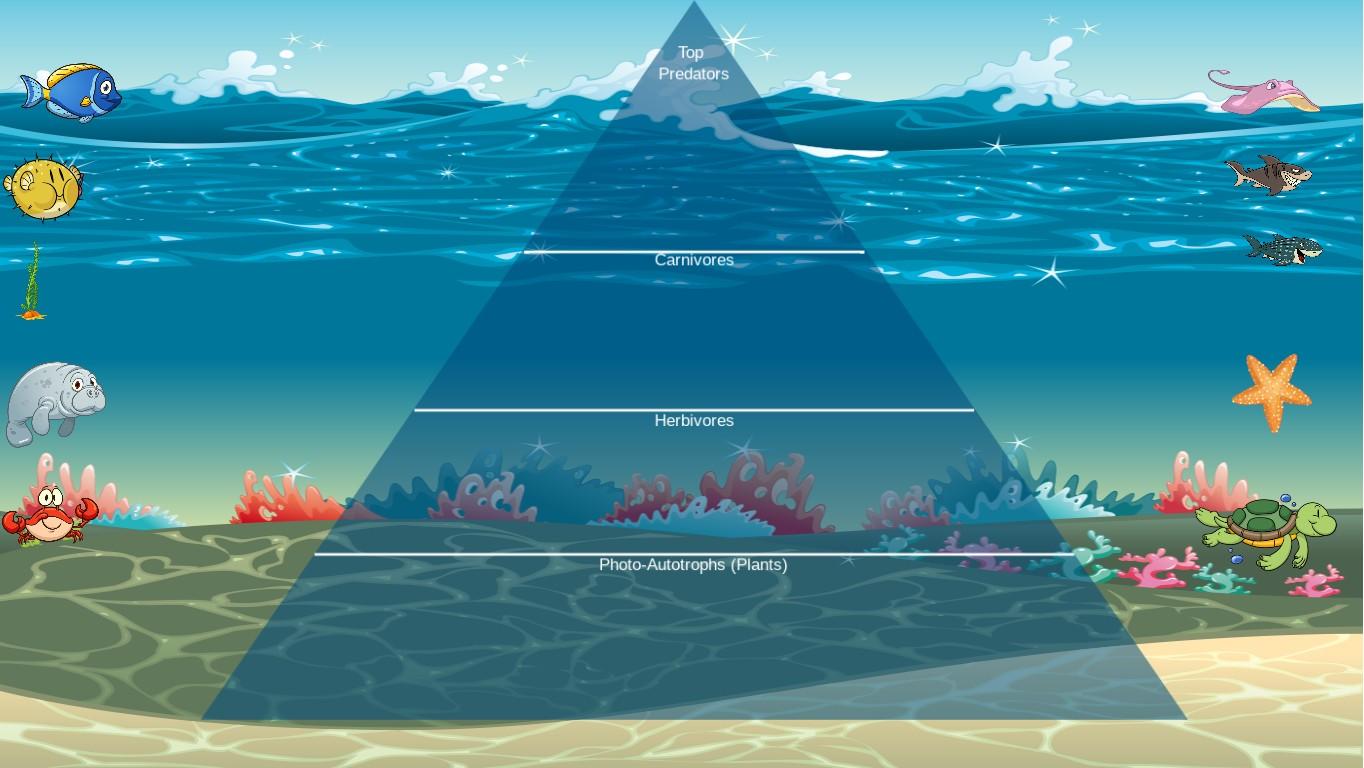 Ocean Ecological Pyramid