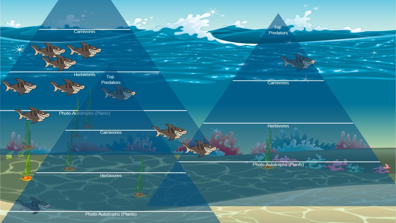 Ocean Ecological Pyramid