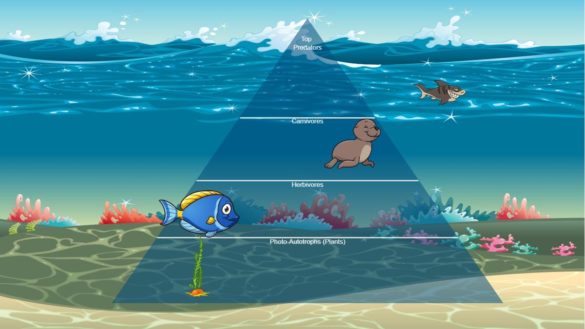 Ocean Ecological Pyramid