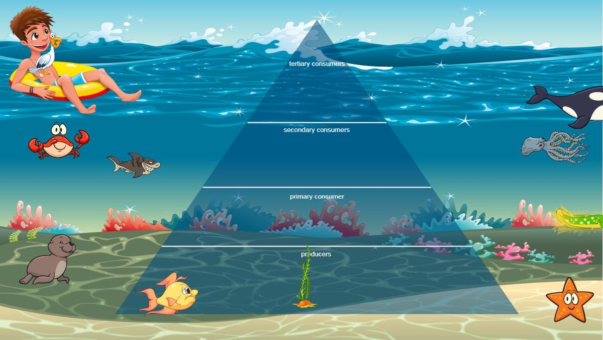 Ocean Ecological Pyramid