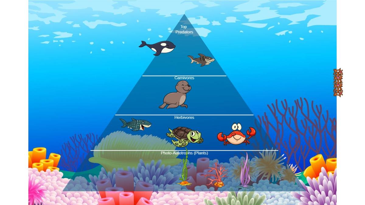 Ocean Ecological Pyramid
