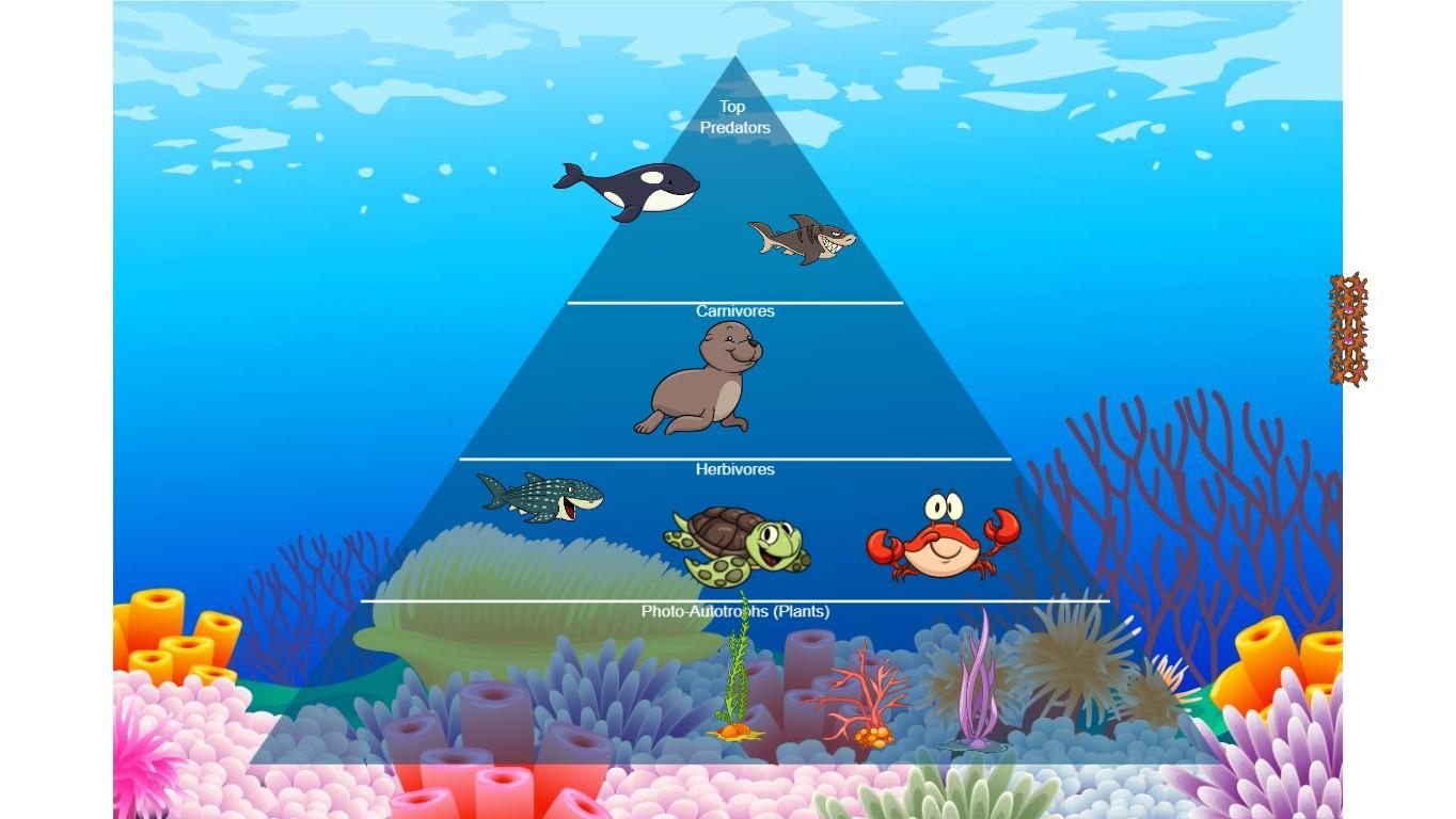 Ocean Ecological Pyramid