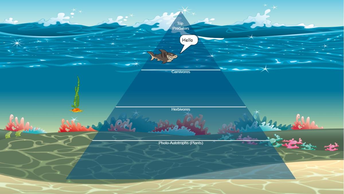 Ocean Ecological Pyramid