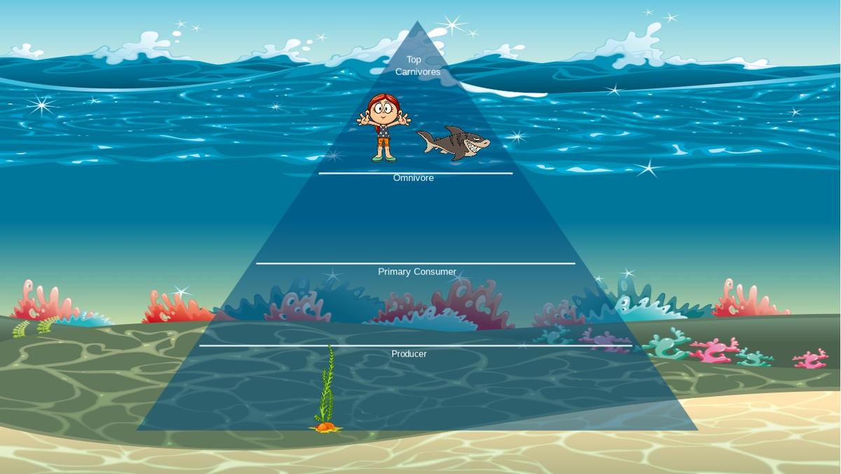 Ocean Ecological Pyramid