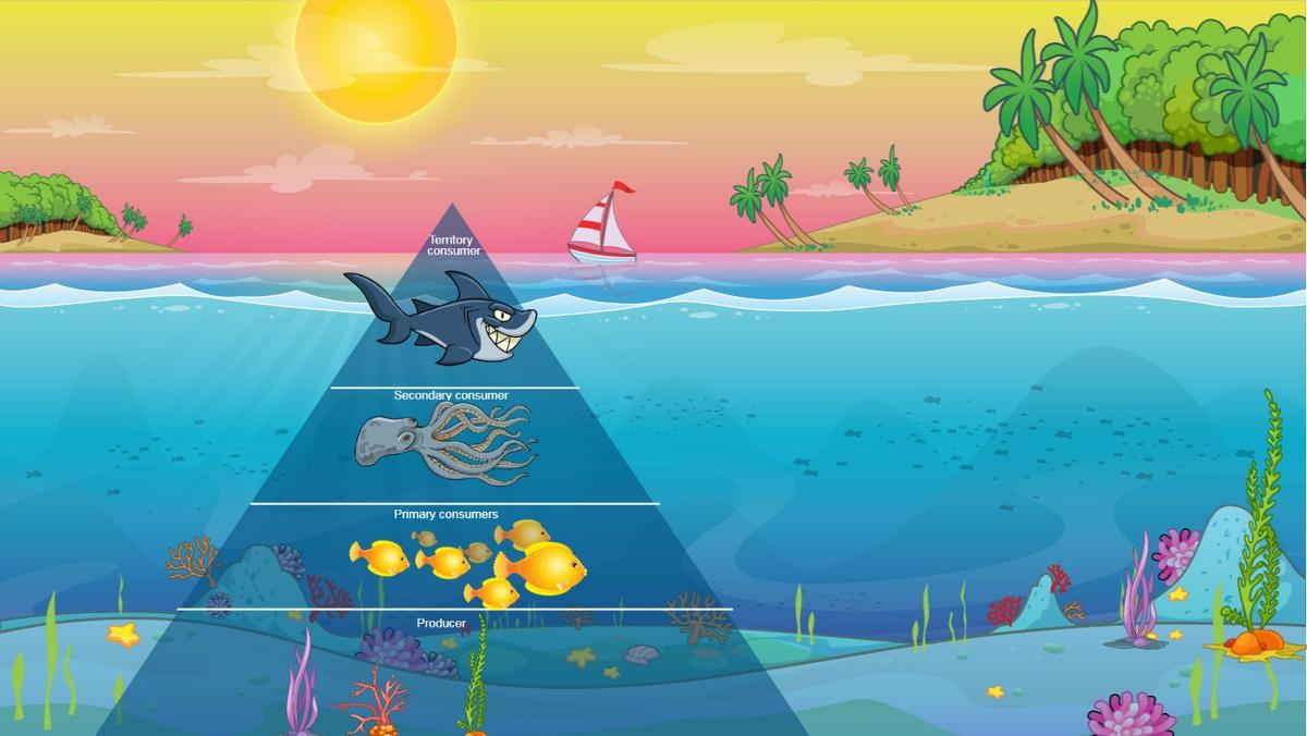 Ocean Ecological Pyramid