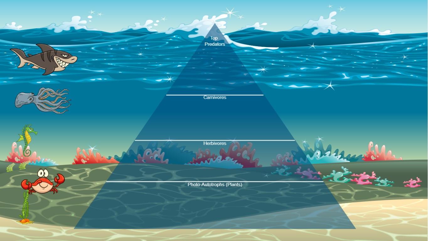 Ocean Ecological Pyramid