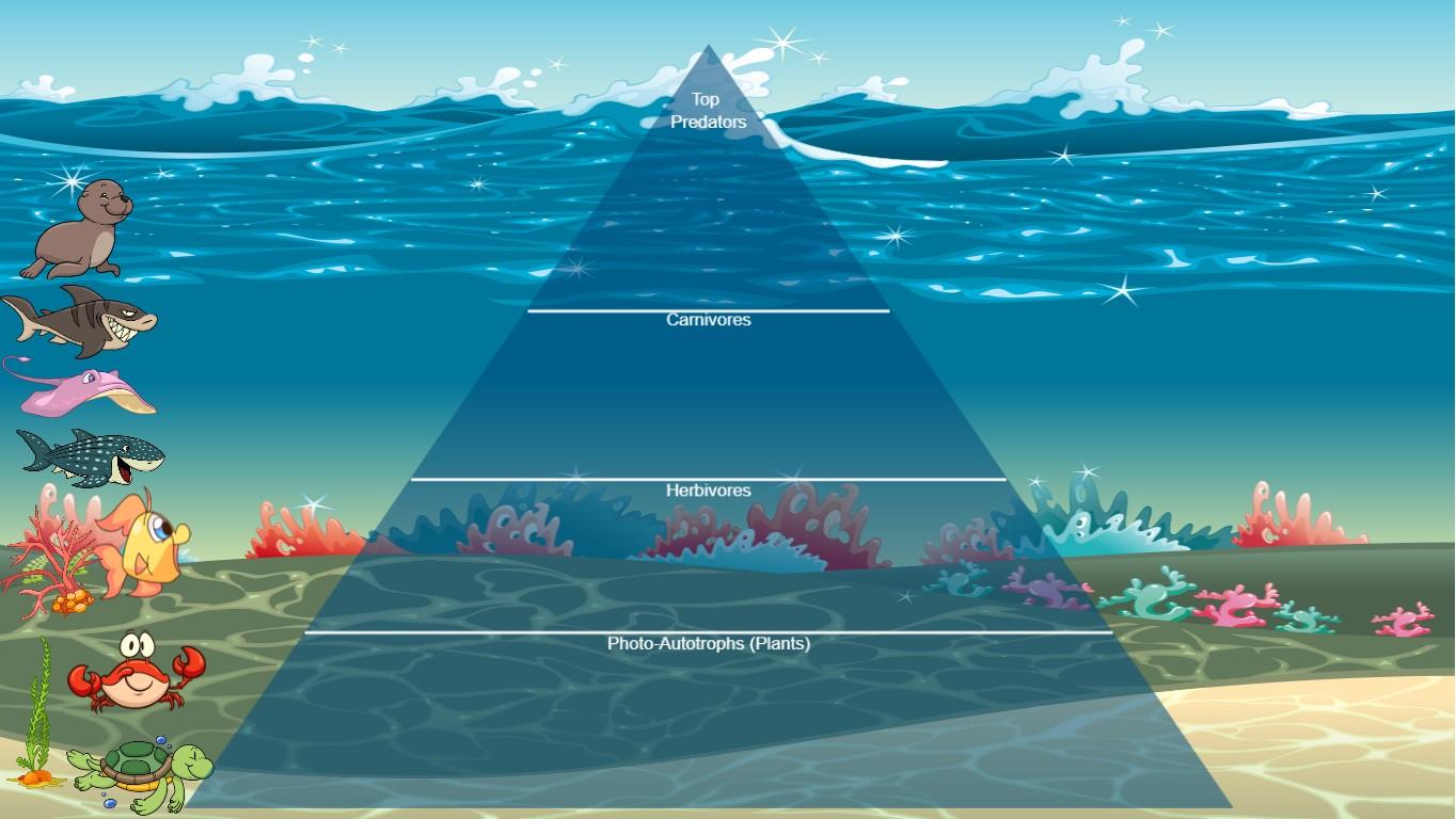 Ocean Ecological Pyramid