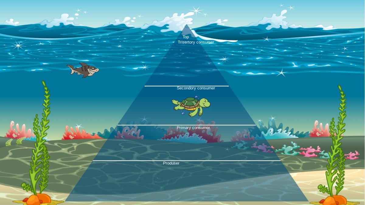 Ocean Ecological Pyramid