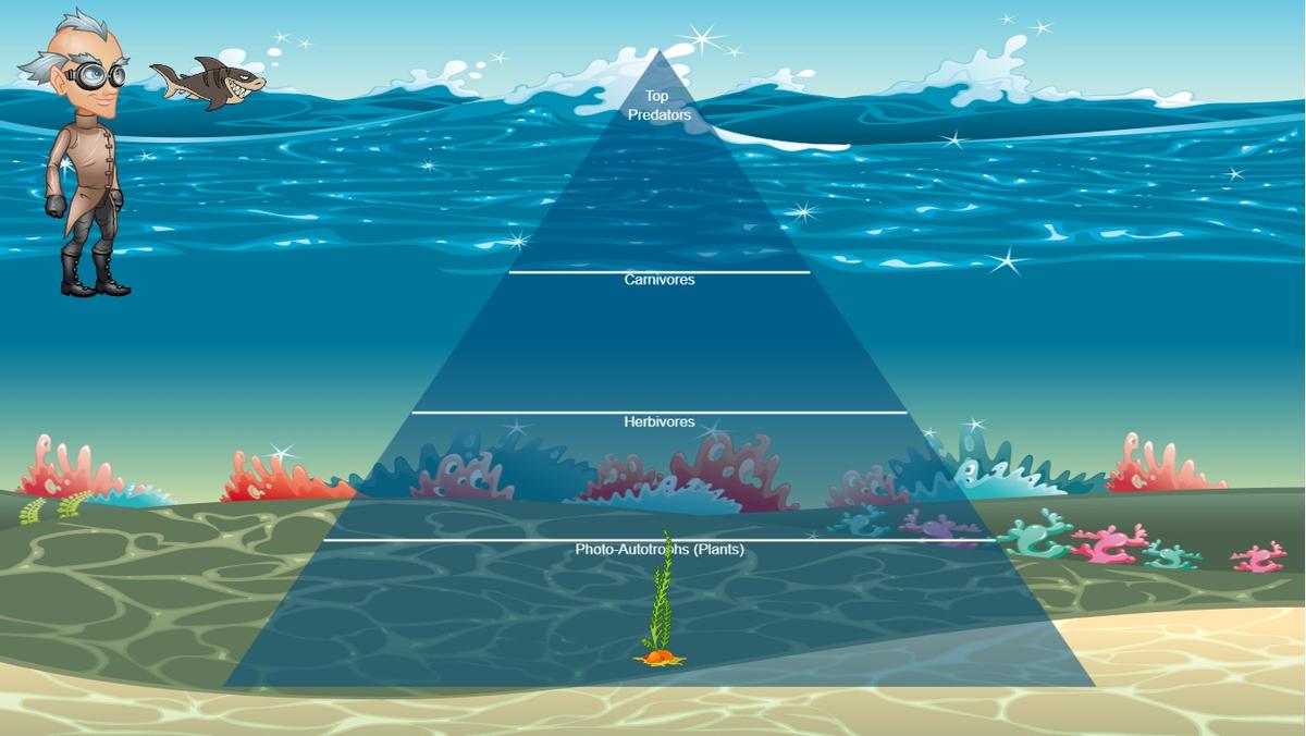 Ocean Ecological Pyramid