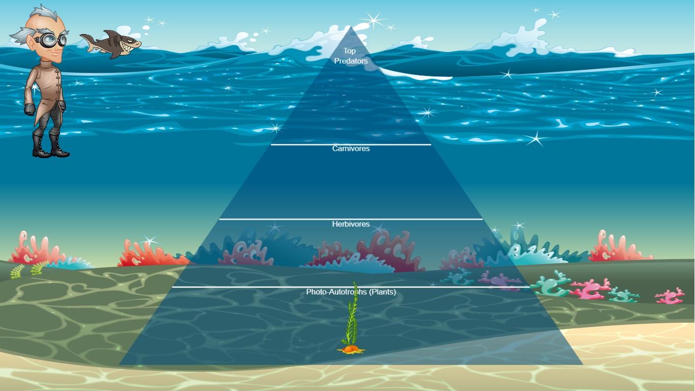 Ocean Ecological Pyramid
