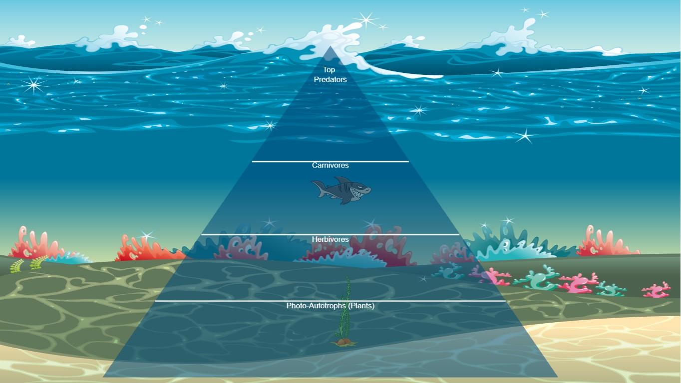 Ocean Ecological Pyramid