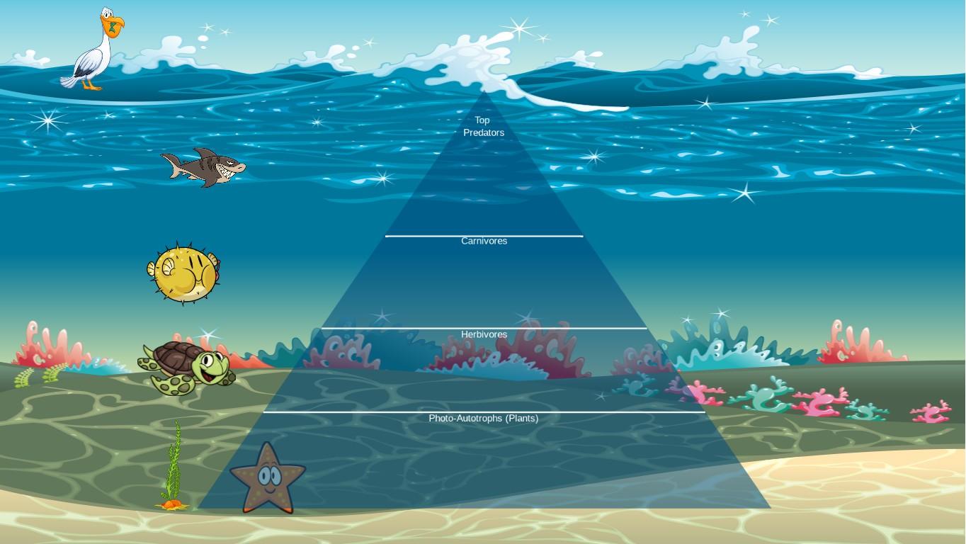 Ocean Ecological Pyramid
