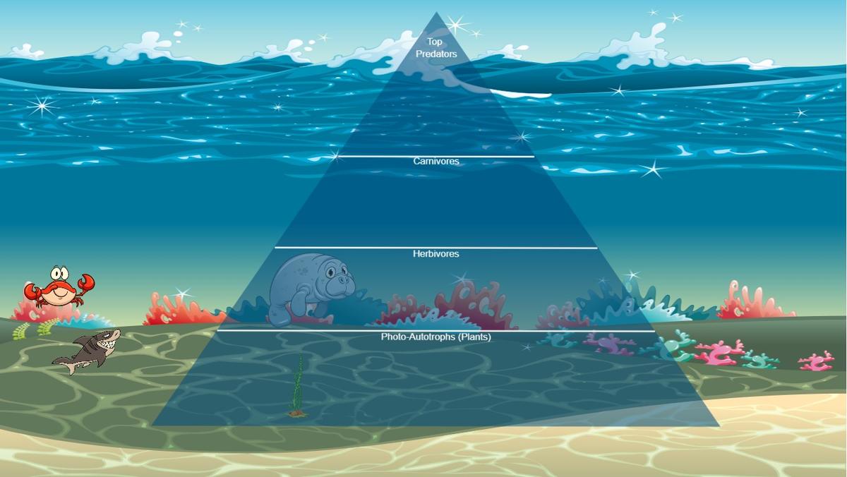 Ocean Ecological Pyramid