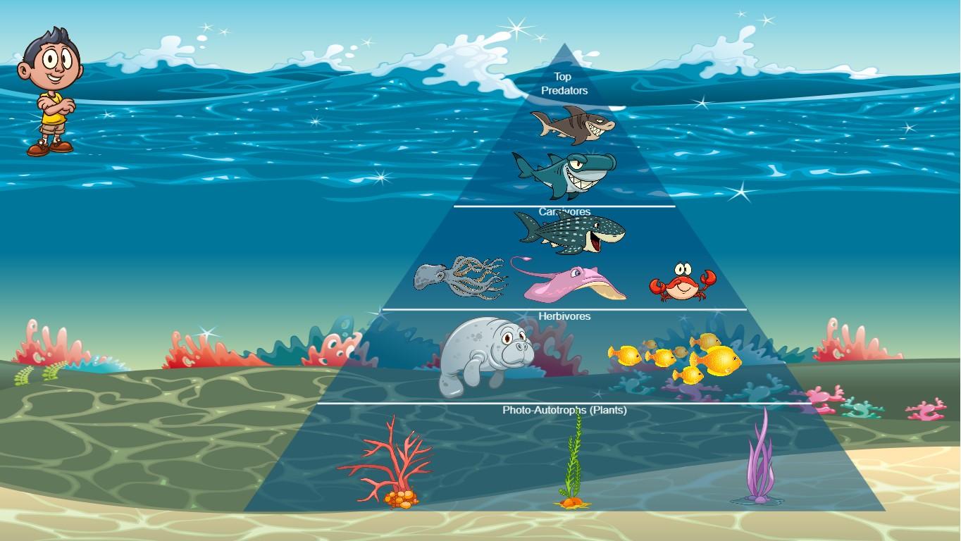 Ocean Ecological Pyramid