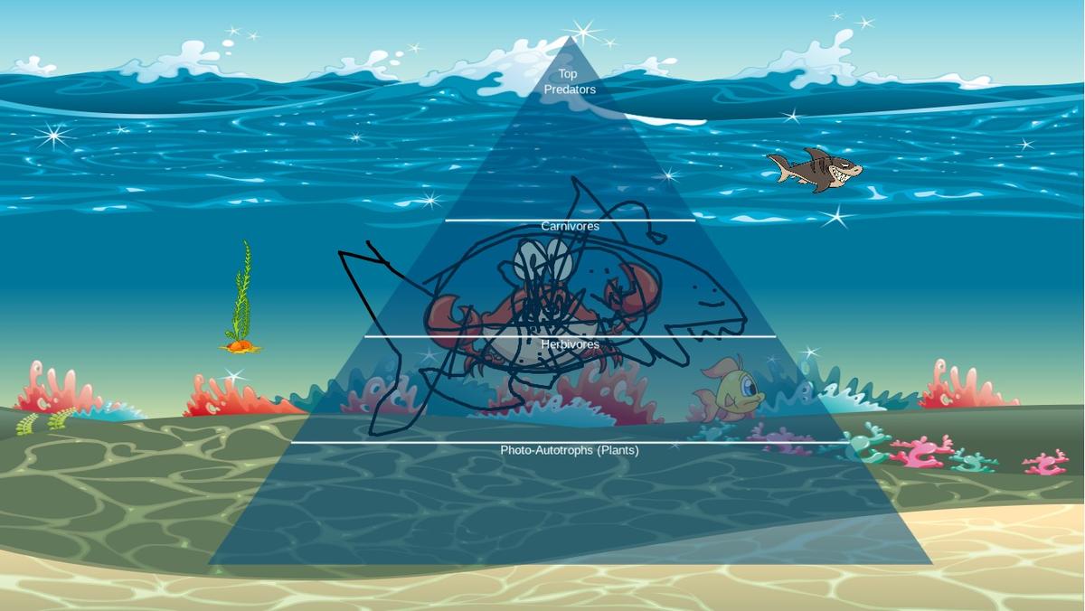 Ocean Ecological Pyramid