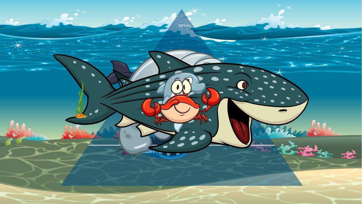 Ocean Ecological Pyramid