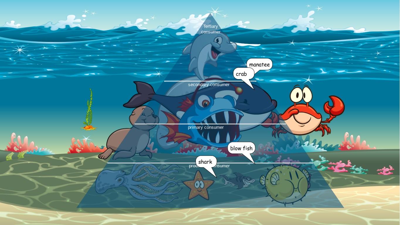 Ocean Ecological Pyramid