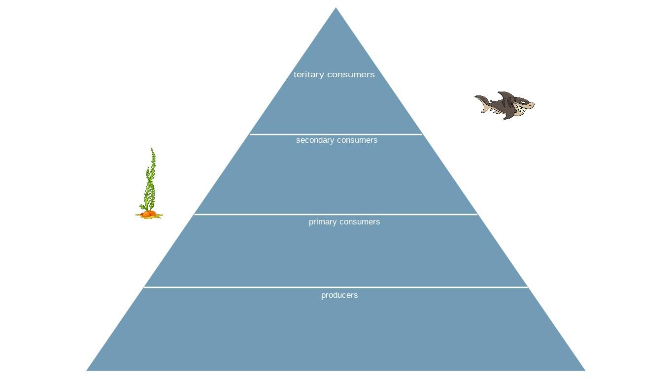 Ocean Ecological Pyramid