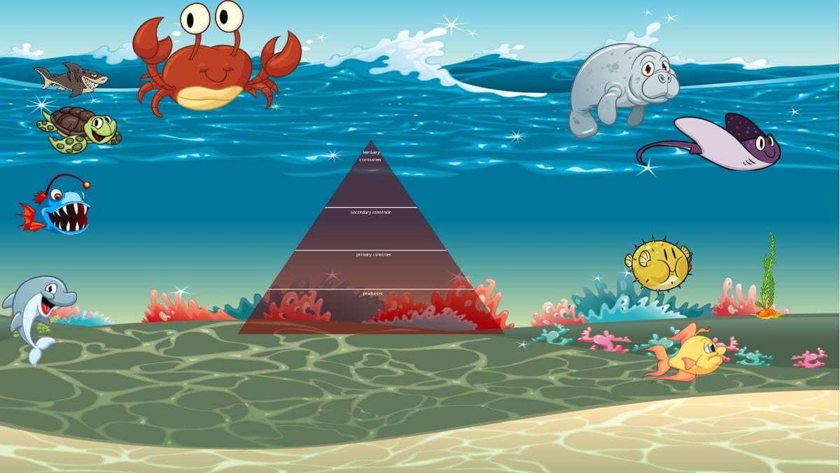 Ocean Ecological Pyramid