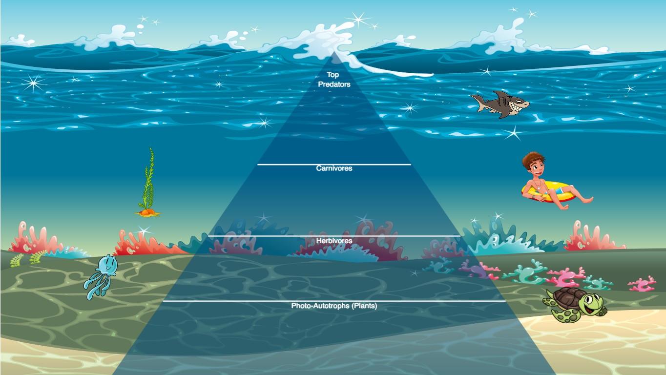 Ocean Ecological Pyramid
