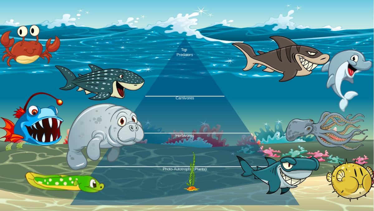 Ocean Ecological Pyramid