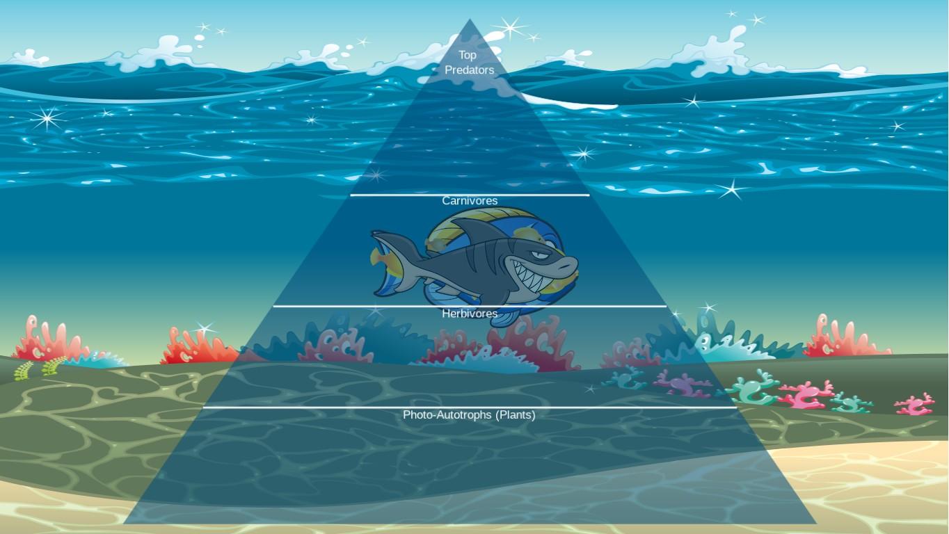 Ocean Ecological Pyramid