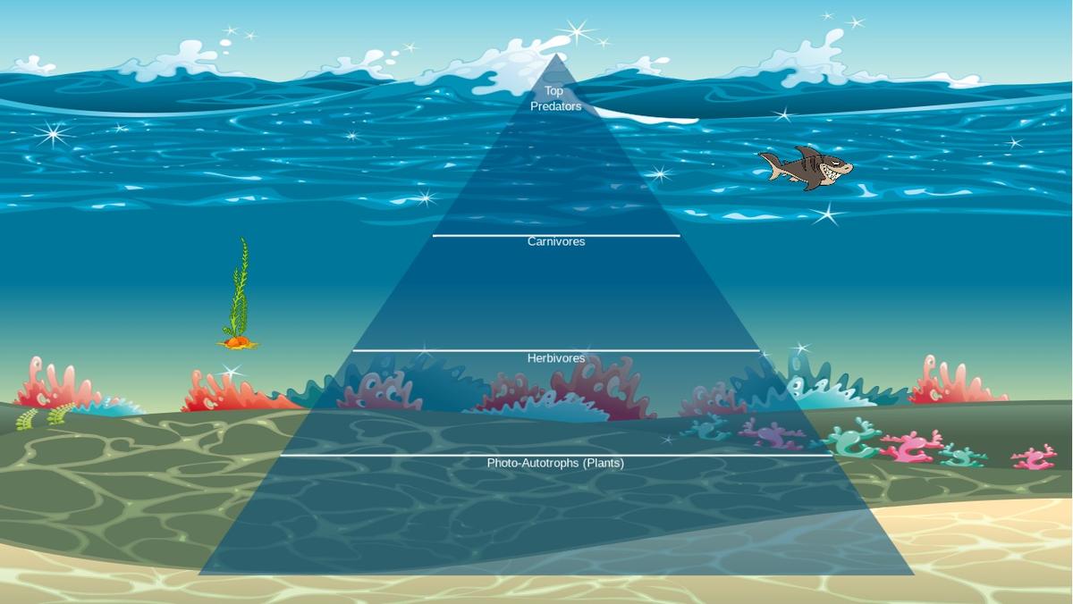 Ocean Ecological Pyramid