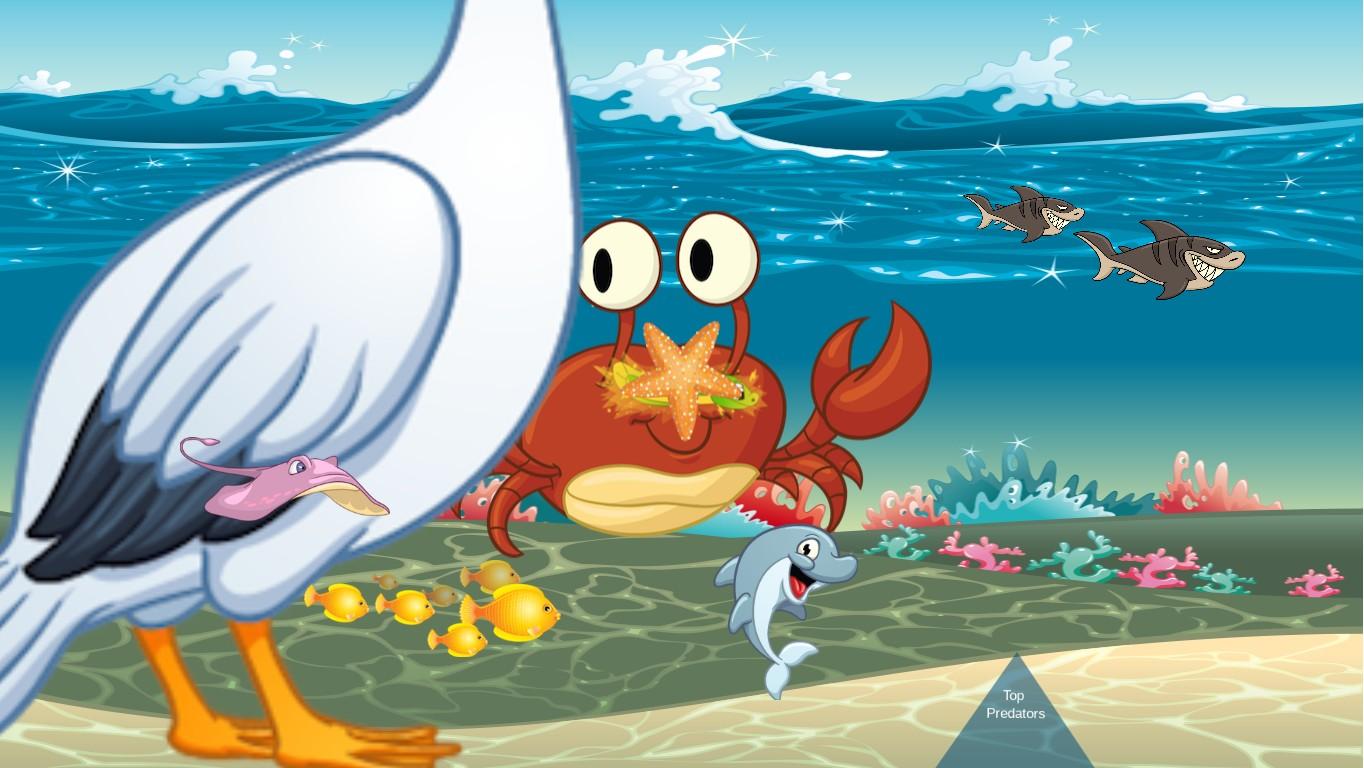 Ocean Ecological Pyramid