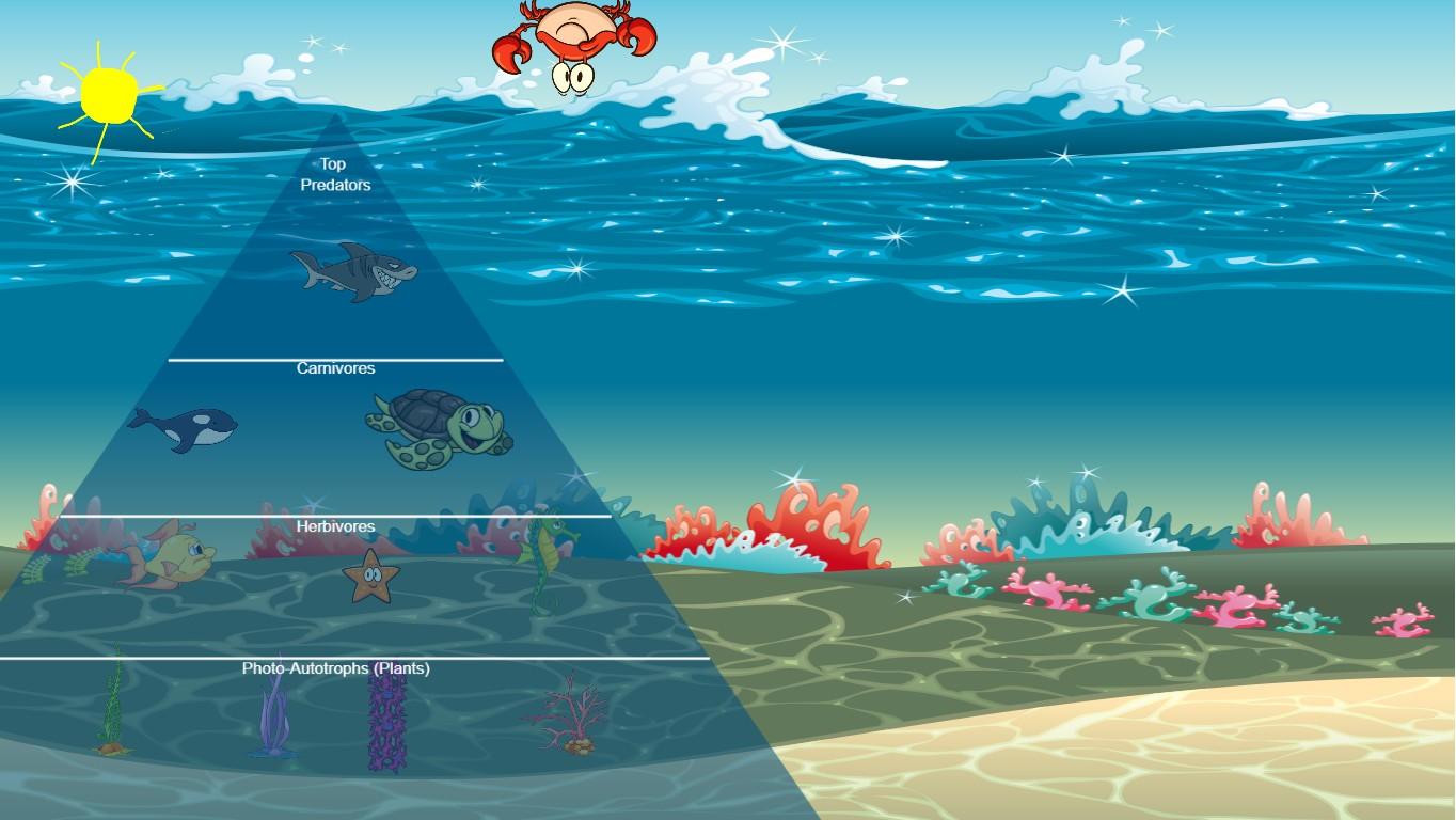 Ocean Ecological Pyramid