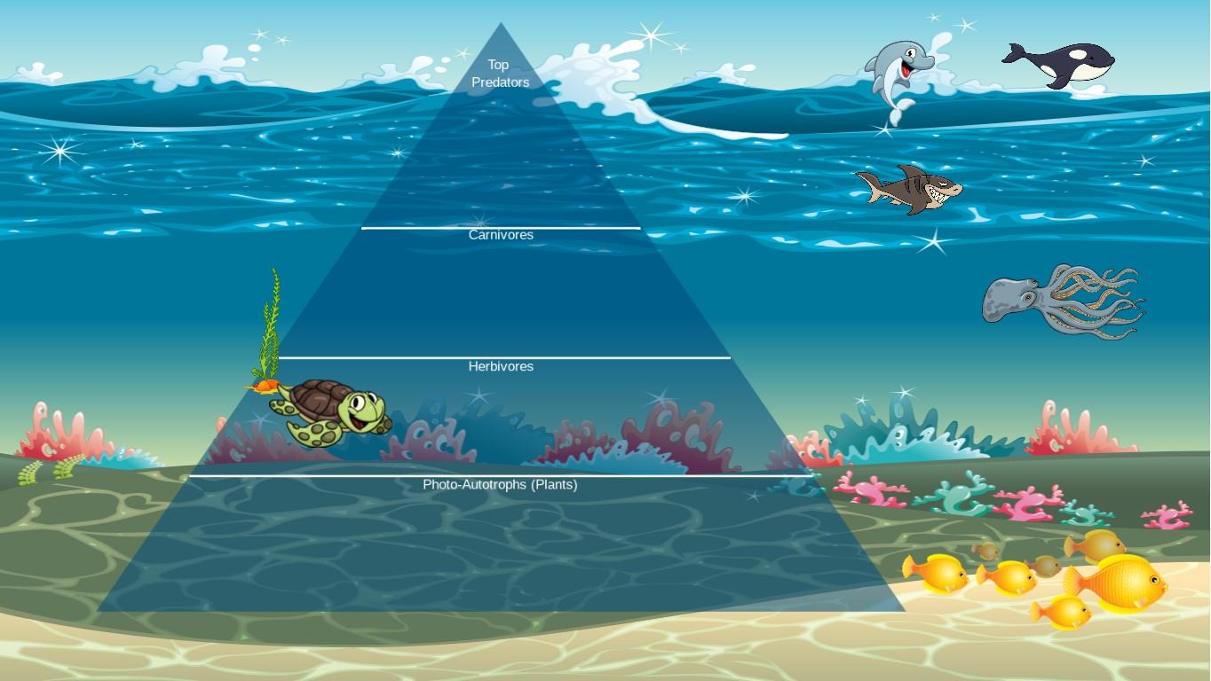 Ocean Ecological Pyramid