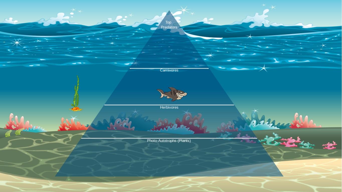 Ocean Ecological Pyramid