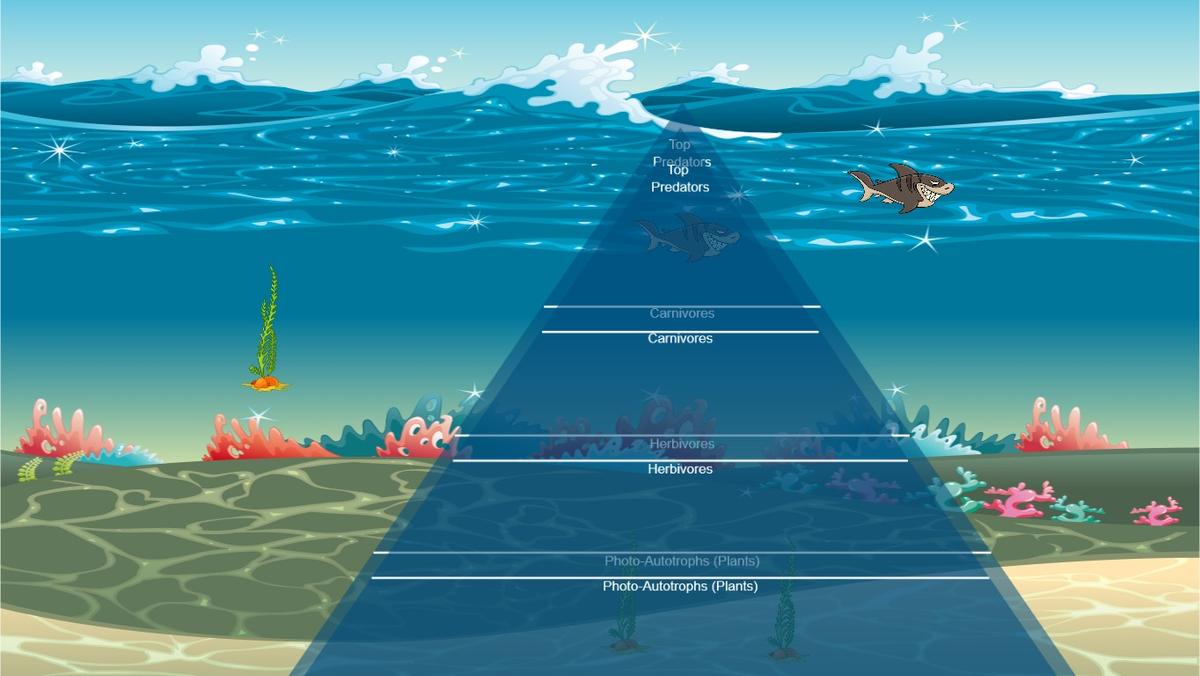 Ocean Ecological Pyramid