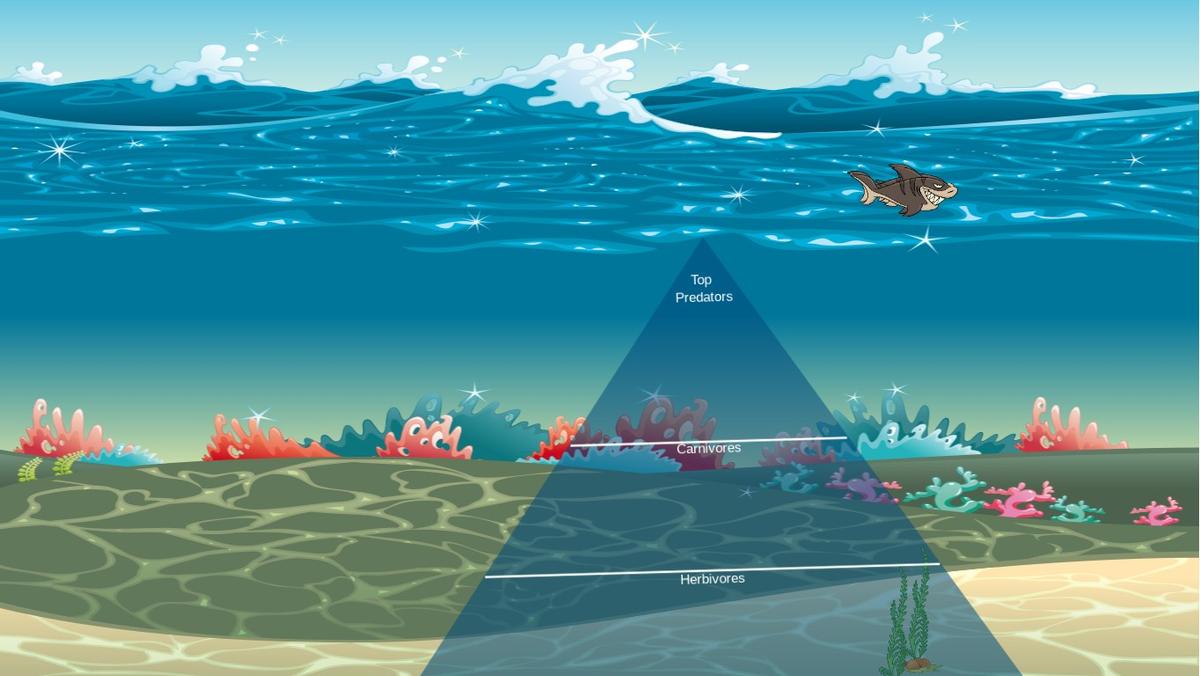 Ocean Ecological Pyramid