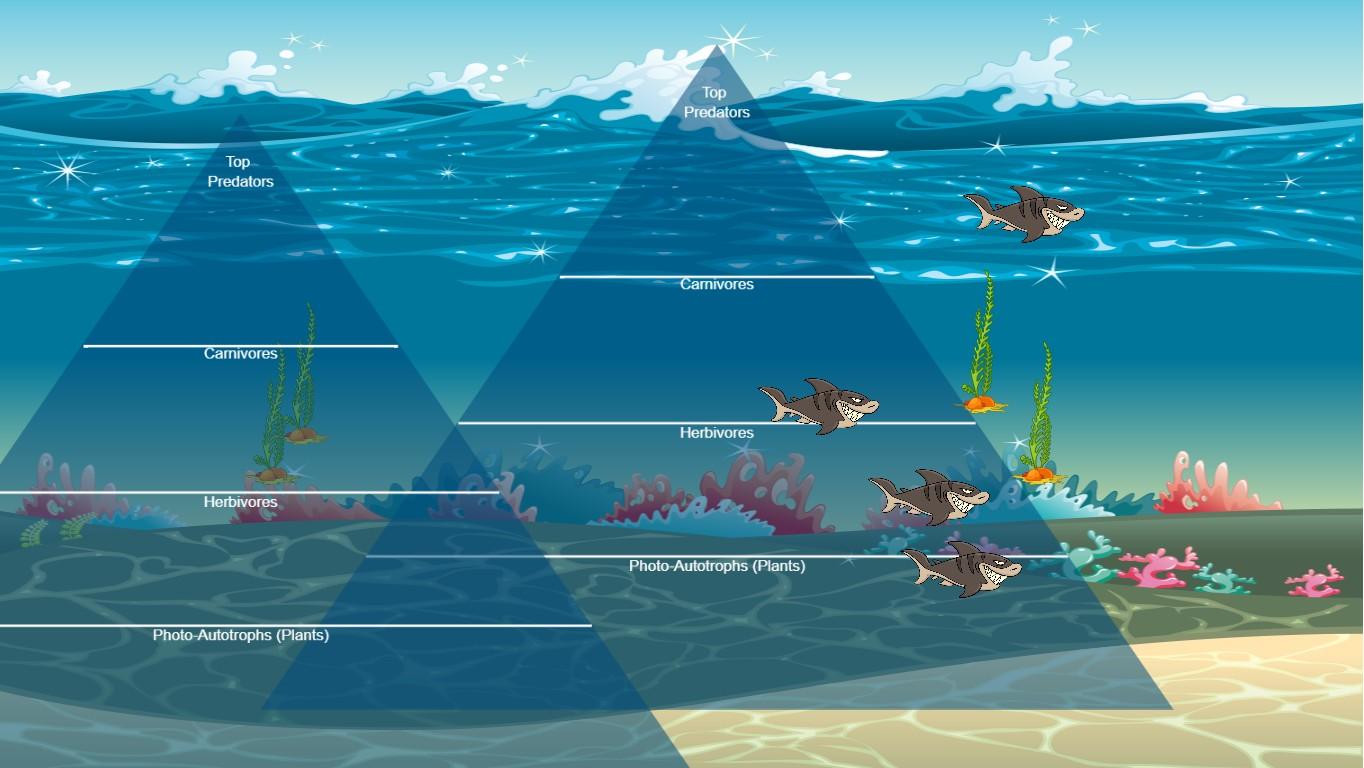 Ocean Ecological Pyramid