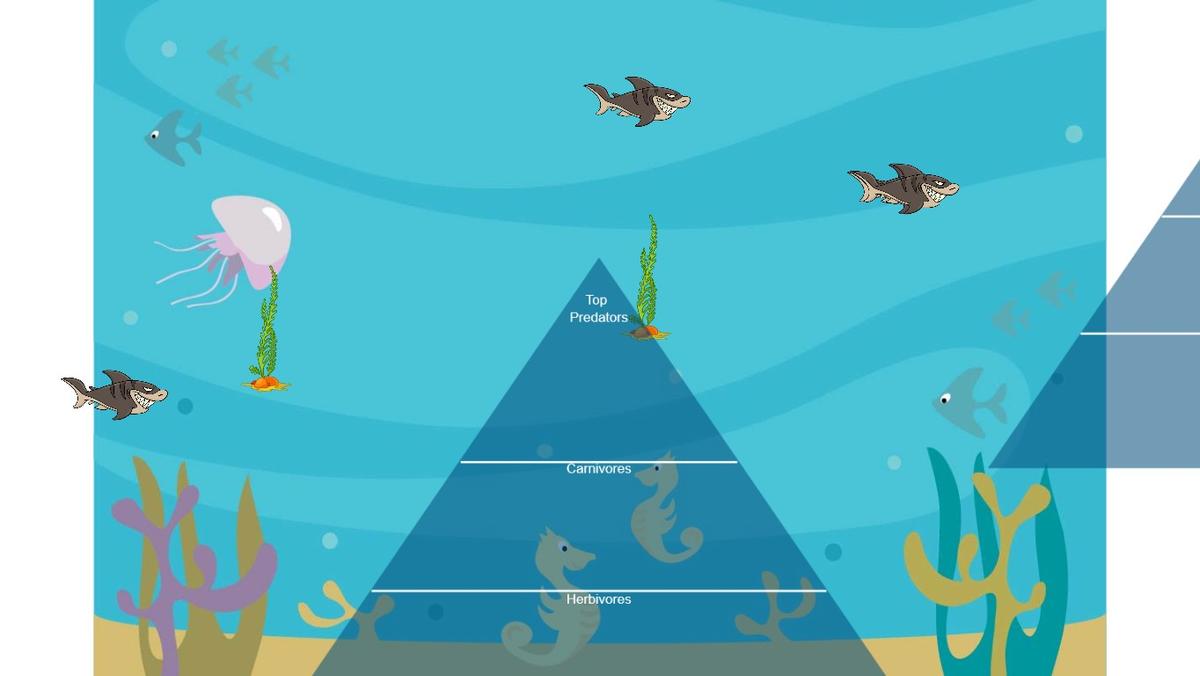 Ocean Ecological Pyramid