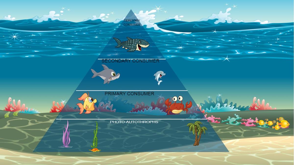 Ocean Ecological Pyramid
