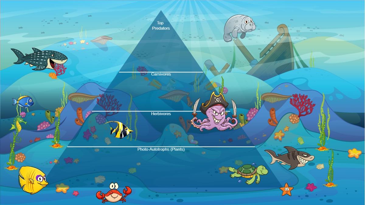 Ocean Ecological Pyramid